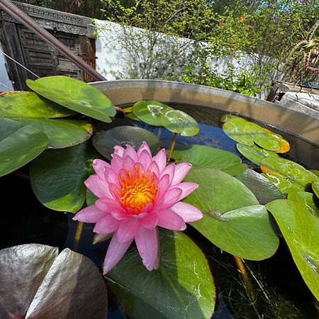 Lotus Garden - Ile De La Reunion Vila Ravine des Cabris Exterior foto