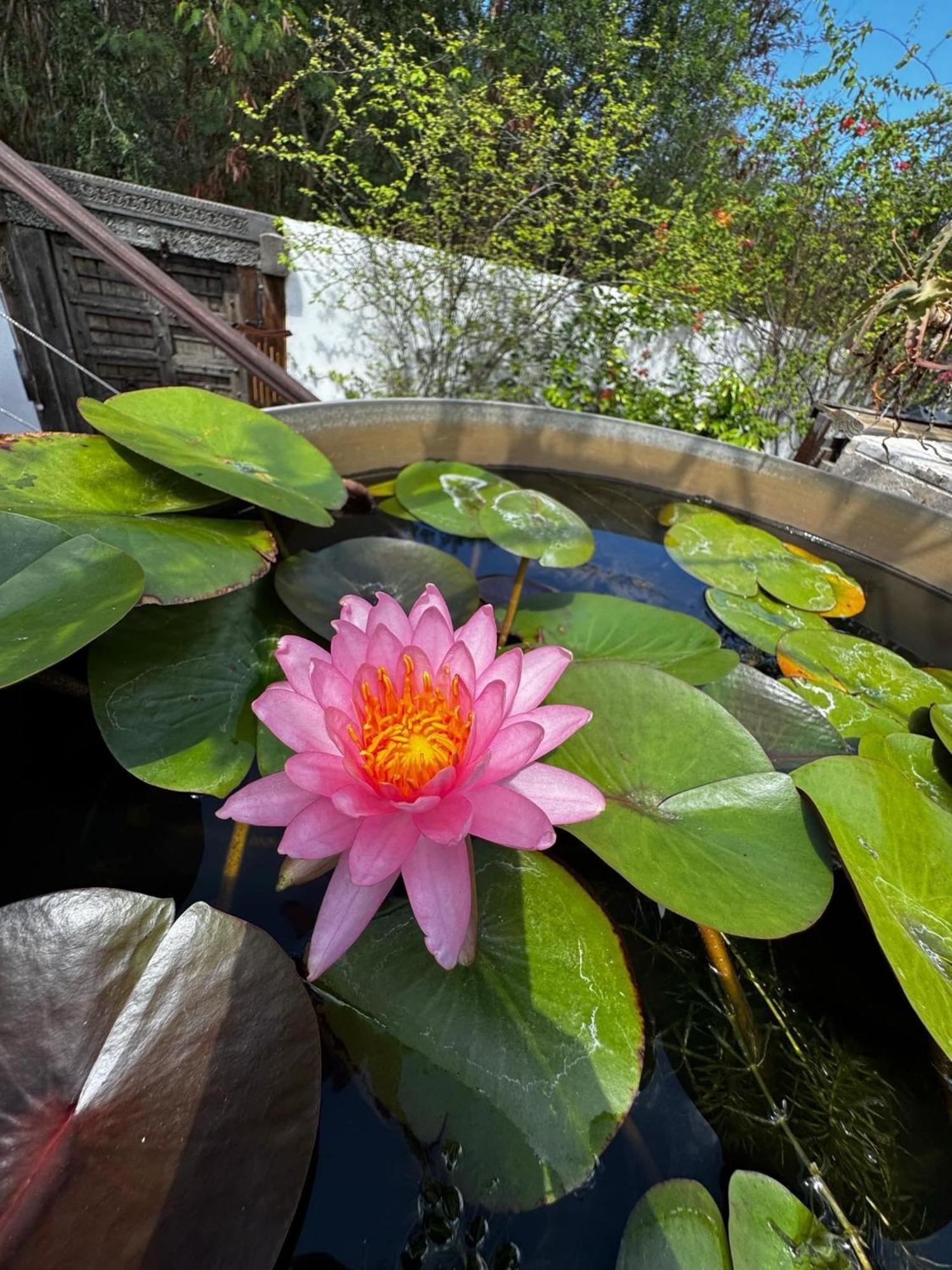 Lotus Garden - Ile De La Reunion Vila Ravine des Cabris Exterior foto